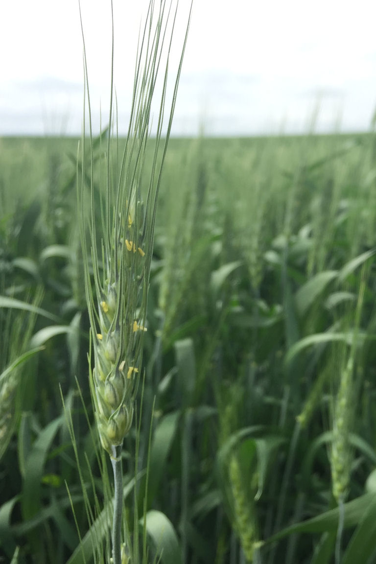 Custom grain production